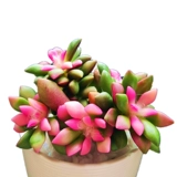 Полигональная старая куча Новое сочное растение зеленые посадки горшечные растения комбинированные комнаты Супер милые сочные мясо без мяса.