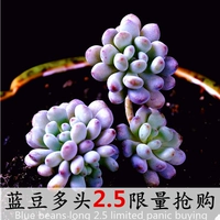 Небесно -голубые бобы длинные