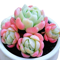 Темный персик красный