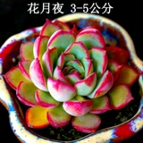 Xiong Tongzi Новая взрывооткат из свинины сочные растения комбинация