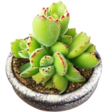 Xiong Tongzi Новая взрывооткат из свинины сочные растения комбинация