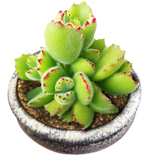 Xiong Tongzi Новая взрывооткат из свинины сочные растения комбинация