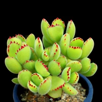 Мальчик золотого медведя 4-6 листьев