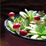 Бонус маленький гриб содержит посадочные растения на основе железа, оформление в саду сочного растения, очень милое украшение