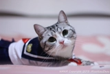 Частный кот домашний животный плюшевая одежда кошачья одежда школа школа школы юбка с моряком