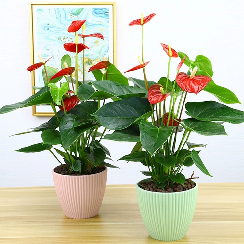 Посадка красной пальмы почва выращивает парус и гладкие цветы и растения для очистки воздушного бассейна.