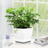 Счастливое дерево маленькое богатое дерево мирное дерево зеленое растение офисное зеленое растение цветок комнатное растение растение в горшке поглощает формальдегид