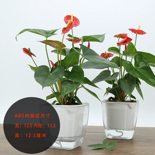 Посадка красной пальмы почва выращивает парус и гладкие цветы и растения для очистки воздушного бассейна.