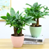 Корта для дерева