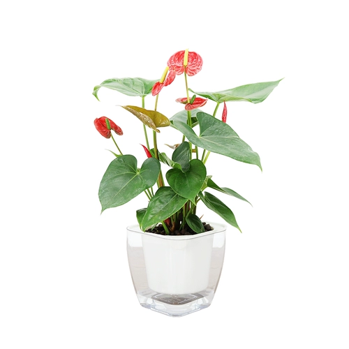 Посадка красной пальмы почва выращивает парус и гладкие цветы и растения для очистки воздушного бассейна.