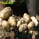 Новая картофельная картофель свежие сельскохозяйственные продукты Фермерские картофельные кампания по приправе