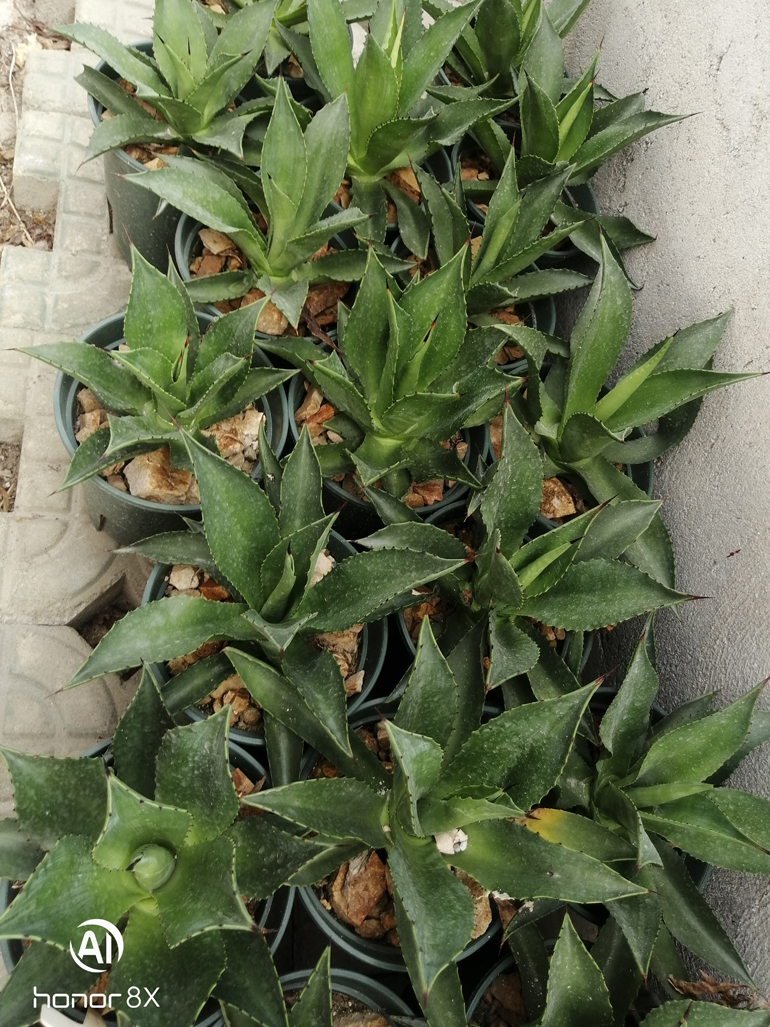 植物 盆栽 龙舌兰 凯彭西斯 Agave chiapensis 实生 20cm左右-淘宝网