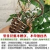 Mô phỏng hoa hồng treo tường hoa nho treo trang trí nội thất - Hoa nhân tạo / Cây / Trái cây
