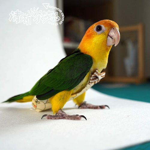 2023 Попугающие птицы с мочой и без влажного, головоломка, пиони -дерьмо, летающий сервис двойной регулируемый и повторяющаяся одежда