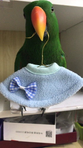 Птичья птица попугай анти -салона