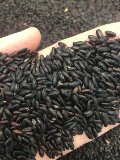 Новый северо -восточный черный рис 1 Catty Black Rice Новые товары Heilongjiang фермерский домист черный рис ароматный рис виноград