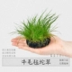 Niu Mao danluo 1