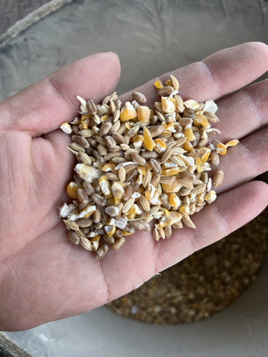 Nantong Self -из оригинальной курицы, утки и гуся.