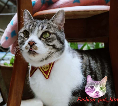 Униформа, галстук-бабочка, милый колокольчик, домашний питомец, кошки и собаки