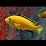 Sanhu Cichlid Sea Bea Beast Live Porstaa азиатская золотая павлина тропическая рыба декоративная рыба бесплатная доставка