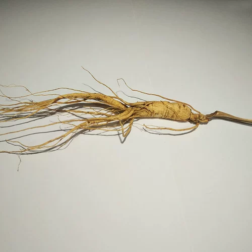 Королевский начальник Dianfang Bai Shan Specialty Micro -Residual Renye Ginsen Перемещение горного газового леса лесной суп с женьшенным катальным супом Pubo Десять кусочков бесплатной доставки