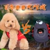 Puppy Dog Vest mùa hè Thin Teddy Bear Xiong Bomei Biến hình nhỏ Quần áo Puppy nhỏ Pet Dress Summer - Quần áo & phụ kiện thú cưng