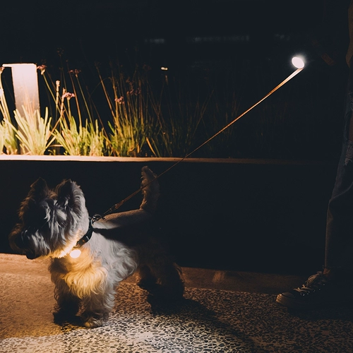 Ночь Laroo Laeno's Walking Dog Light -подвеска с легким пикапом собаки