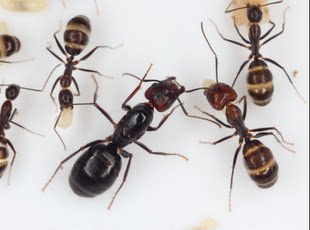 Jianghua bowy ant camponotus jianghua live домашнее животное муравей мир Наука разводить оценка