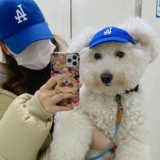 Собачья бейсбольная шапка Тедди Фасун Думи Му Би Сонг Бумей Солнце