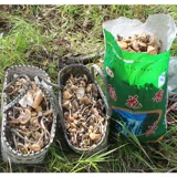 Новые товары на северо -восток специальные продукты дикая каша -грибные тушеной тушеное мясо без корней.