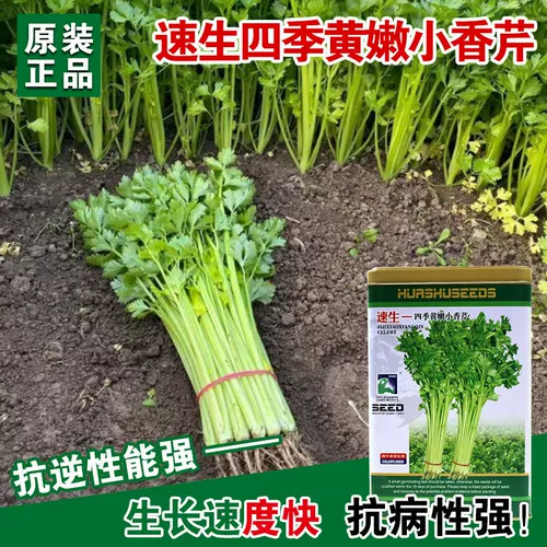 Быстрые четыре сезона Huang nian xiaogin milm Семена сладкие и хрустящие семейство Cai Garden Cultivation у маленьких знаменитостей семенами знаменитостей