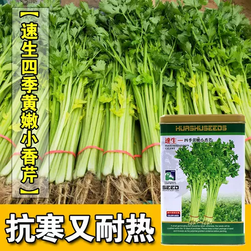 Быстрые четыре сезона Huang nian xiaogin milm Семена сладкие и хрустящие семейство Cai Garden Cultivation у маленьких знаменитостей семенами знаменитостей