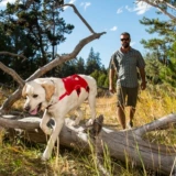 Rafewell Wang Dog's Dog's Beta Beta RW Dog Bare сообщил о Тедди Golden Shiba Inu La Dardy Teddy Products