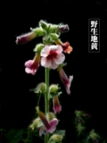 Дикий спелый желтый девять парированных джиудзиу jiaozuo main di желтый чистый порнография 500 г травяных лекарственных материалов