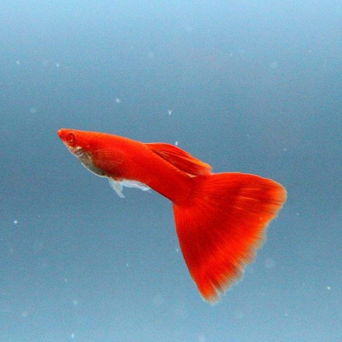 Пикок -рыбной бутик все красные павлины маленькая тропическая декоративная рыба, чтобы Fish Express Package Live Death Bag Потраченная продажа горячая распродажа