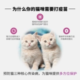 Американский Pfizer Teng Miao San Duo укрепил базовый иммунный котенок Три -ежедневный питовой кошачьи вакцина.