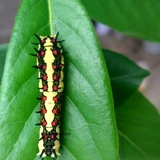 BetterFrame Butterfly Live Butterfly Bidge Butterfly Broken Matsus matsus шелковидный червя, детский силог яйца шелкота