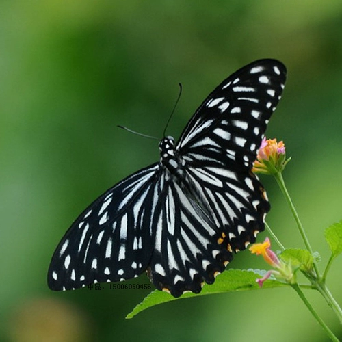 BetterFrame Butterfly Live Butterfly Bidge Butterfly Broken Matsus matsus шелковидный червя, детский силог яйца шелкота