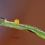 BetterFrame Butterfly Live Butterfly Bidge Butterfly Broken Matsus matsus шелковидный червя, детский силог яйца шелкота