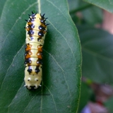 BetterFrame Butterfly Live Butterfly Bidge Butterfly Broken Matsus matsus шелковидный червя, детский силог яйца шелкота