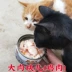 Mì nhỏ Gà miếng Mèo Mèo đóng hộp Đồ ăn nhẹ Đồ ăn ướt 170g Miếng thịt lớn Miếng thịt gà dinh dưỡng hạt cateye cho mèo có tốt không Đồ ăn nhẹ cho mèo