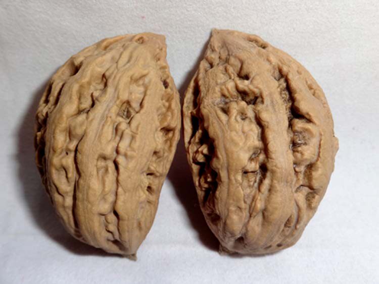 2014东北楸子 秋子 鹰嘴,半壁江山(10)