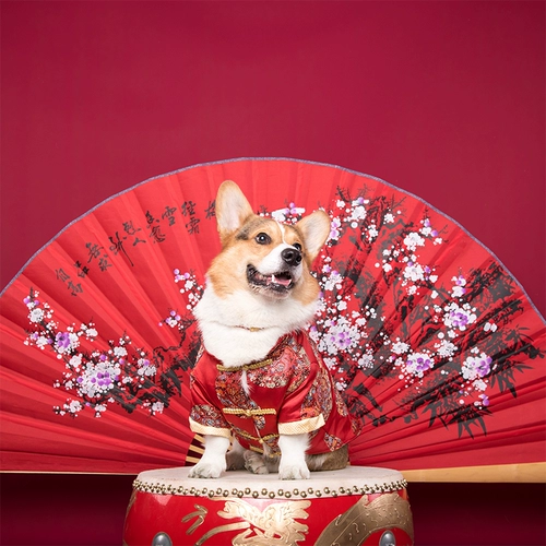 短腿队长 Одежда этой собаки слишком рада, чтобы отпраздновать костюмы Corki Tang Costumes Cheongsam в китайском стиле в новом году, чтобы обсудить красные конверты, похожие на без рукавов