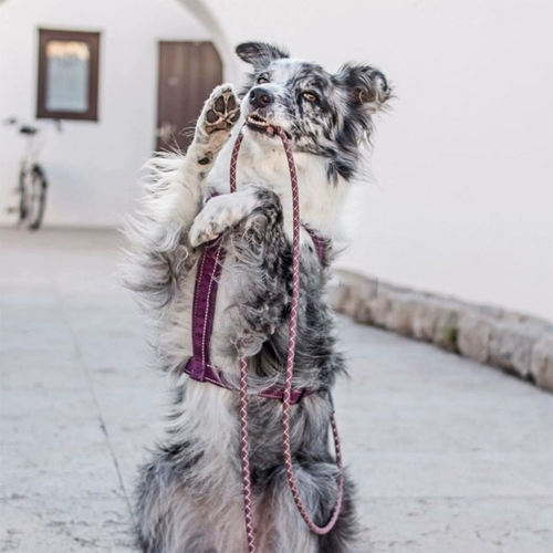 Hurtta Rittering/Casual Y -типа для собачьего сундука работники нелегко вырваться на свободу