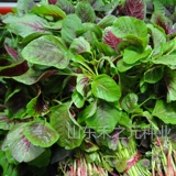 Семена семян Амаранта Овощи семян четырех сезонов весенний сезон дикого рапса китайских овощей, семена равиоли, фермеры семян амаранта