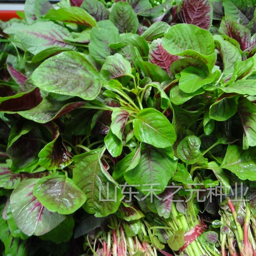 Семена семян Амаранта Овощи семян четырех сезонов весенний сезон дикого рапса китайских овощей, семена равиоли, фермеры семян амаранта