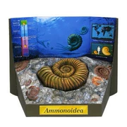 Full 68 model Mô hình giấy thủ công 3D Mô hình giấy công nghệ DIY đáy biển hóa thạch Nautilus với mô tả giấy - Mô hình giấy