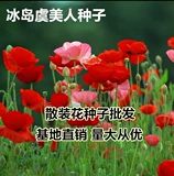 Семена исландских семян многолетних холода -резистентных цветочных семян личун цветочные семена