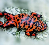 Безрассудные моллюски Чжу, захваченные их собственной семьей, могут быть ядовитыми после кормления и еды