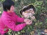Хейзел гриб дикие грибы Чангбай Маунья Дикая орешка Грибы Натуральный сухой сухой